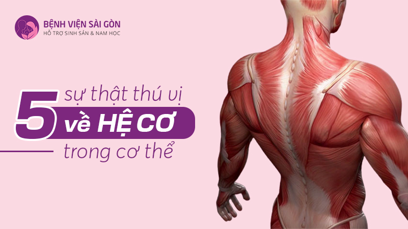 Cơ bàn đạp trong tai