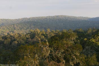 Rừng mưa nhiệt đới Congo: Kỳ quan sinh thái của châu Phi 6 Rừng mưa nhiệt đới Congo