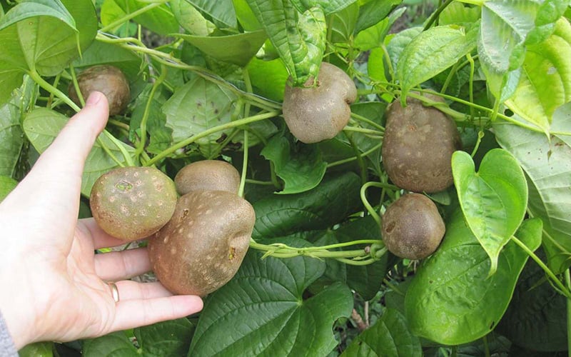 Khoai tây trong thí nghiệm không gian