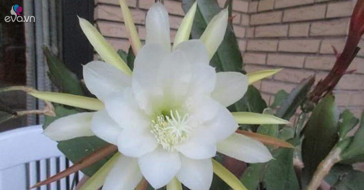 Hoa dạ hợp nở ban đêm