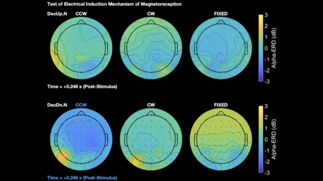 Nghiên cứu biomagnetism ở người