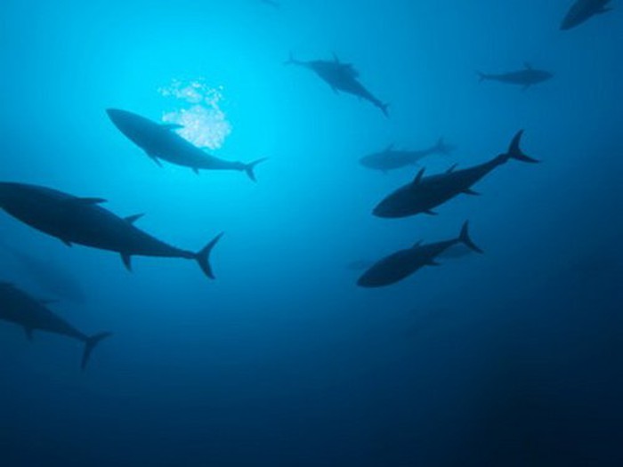 Tại sao chúng ta bị ám ảnh bởi việc tìm kiếm những sinh vật chưa được biết đến? 7 Coelacanth