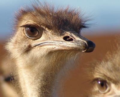 Con đà điểu toàn thân