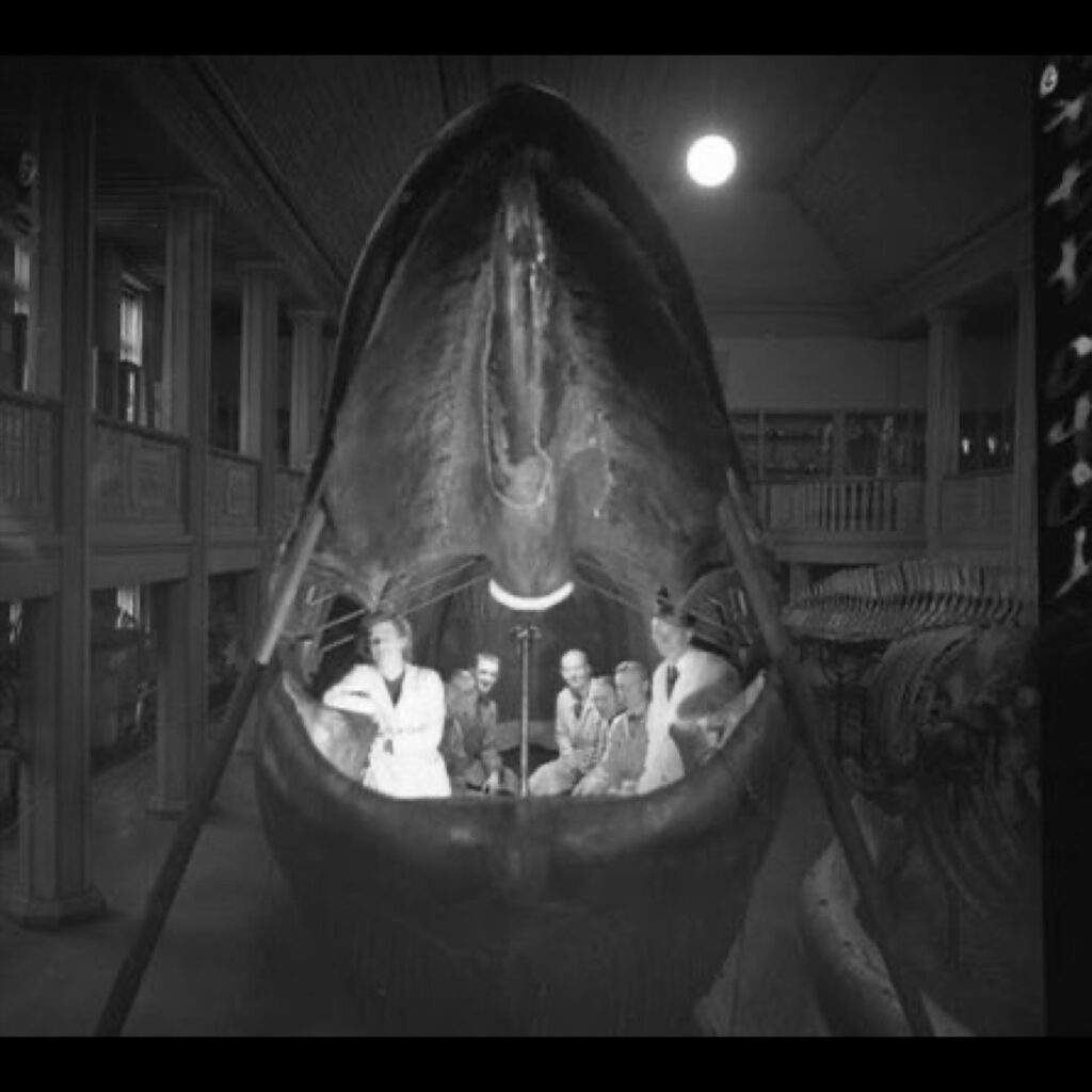 546153378 1196623028962516 6531766730732598479 n