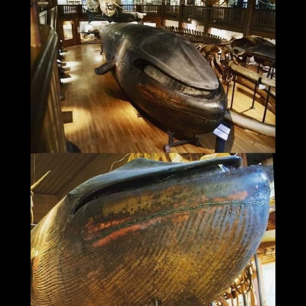 547242640 1196623158962503 6396593446377647230 n