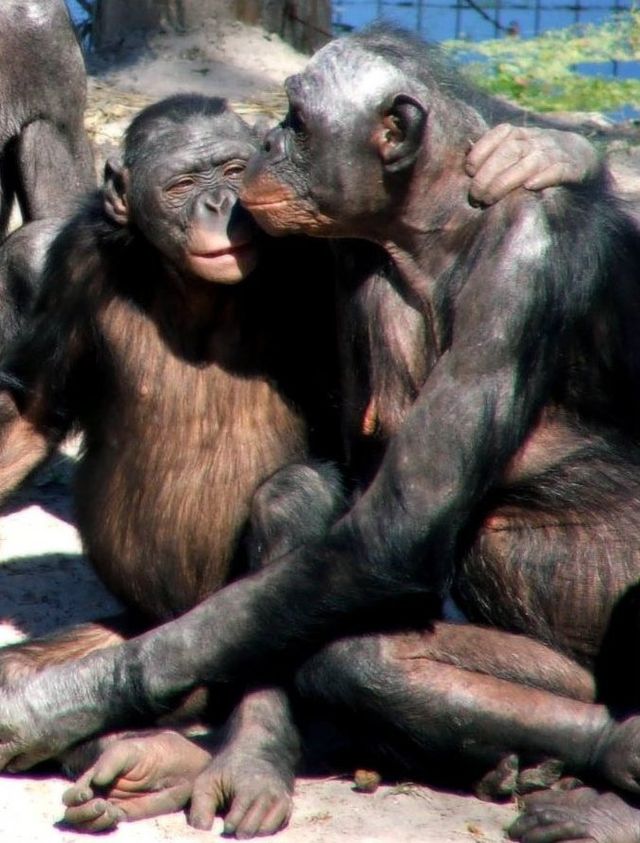 Khỉ rhesus vị tha