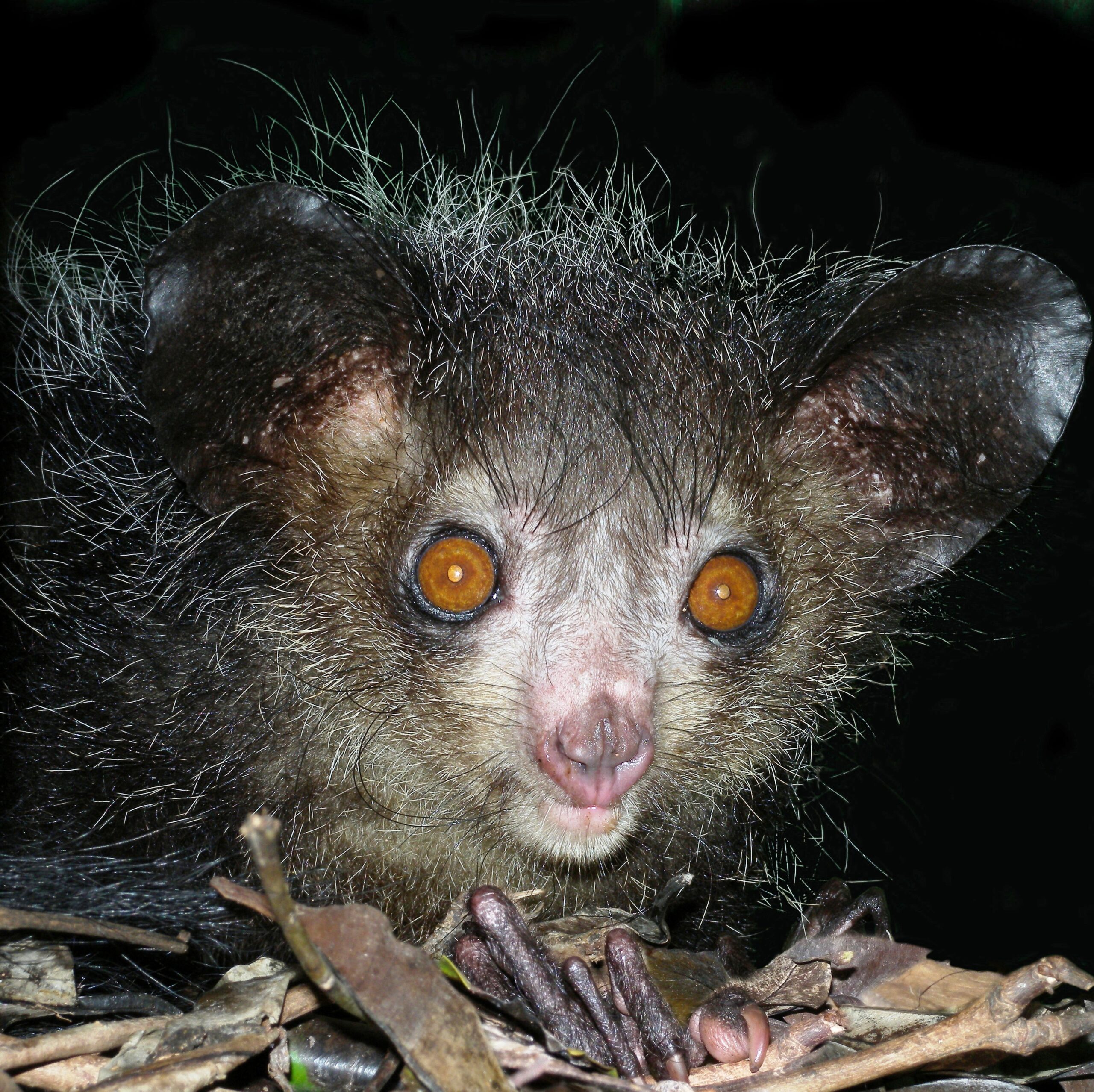 Aye-aye Madagascar