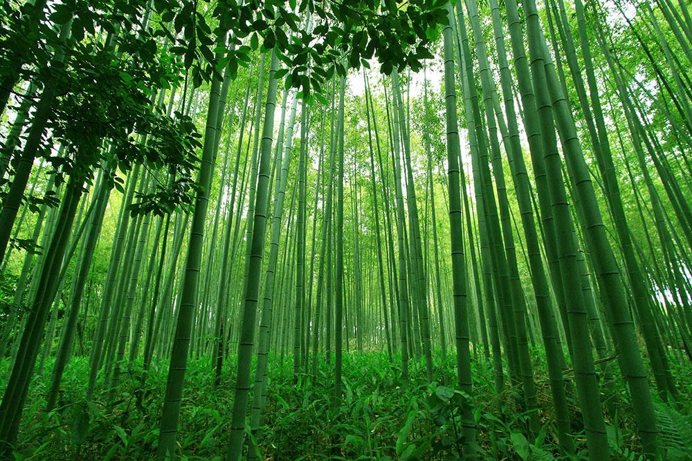 Rừng tre xanh mướt