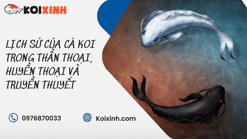 Cá Koi trong văn hóa Nhật Bản