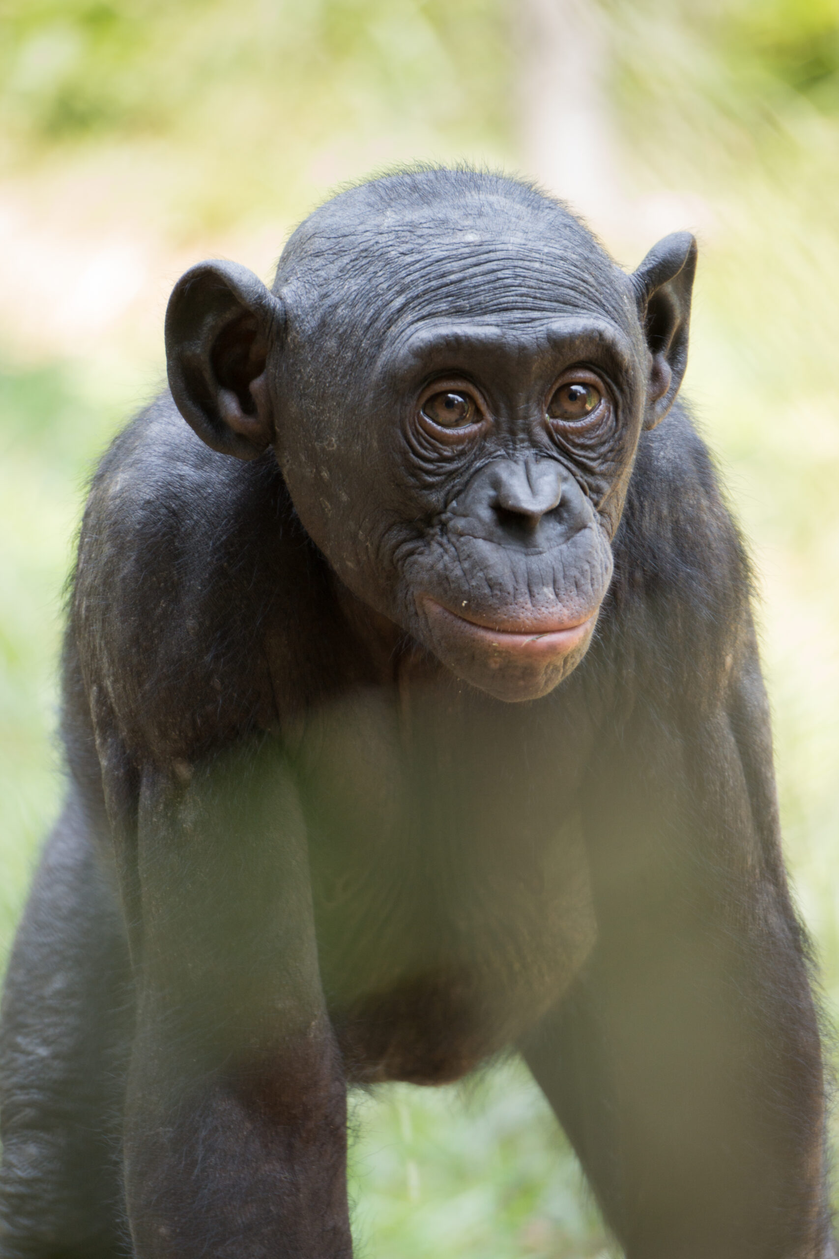 Bonobo chia sẻ thức ăn
