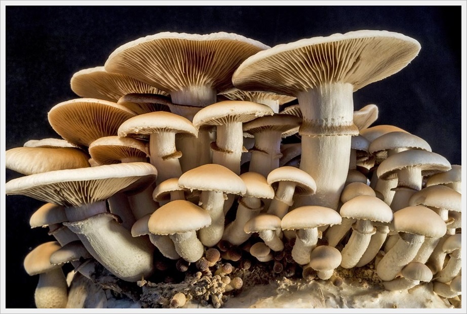 Nấm Psilocybin trong tự nhiên