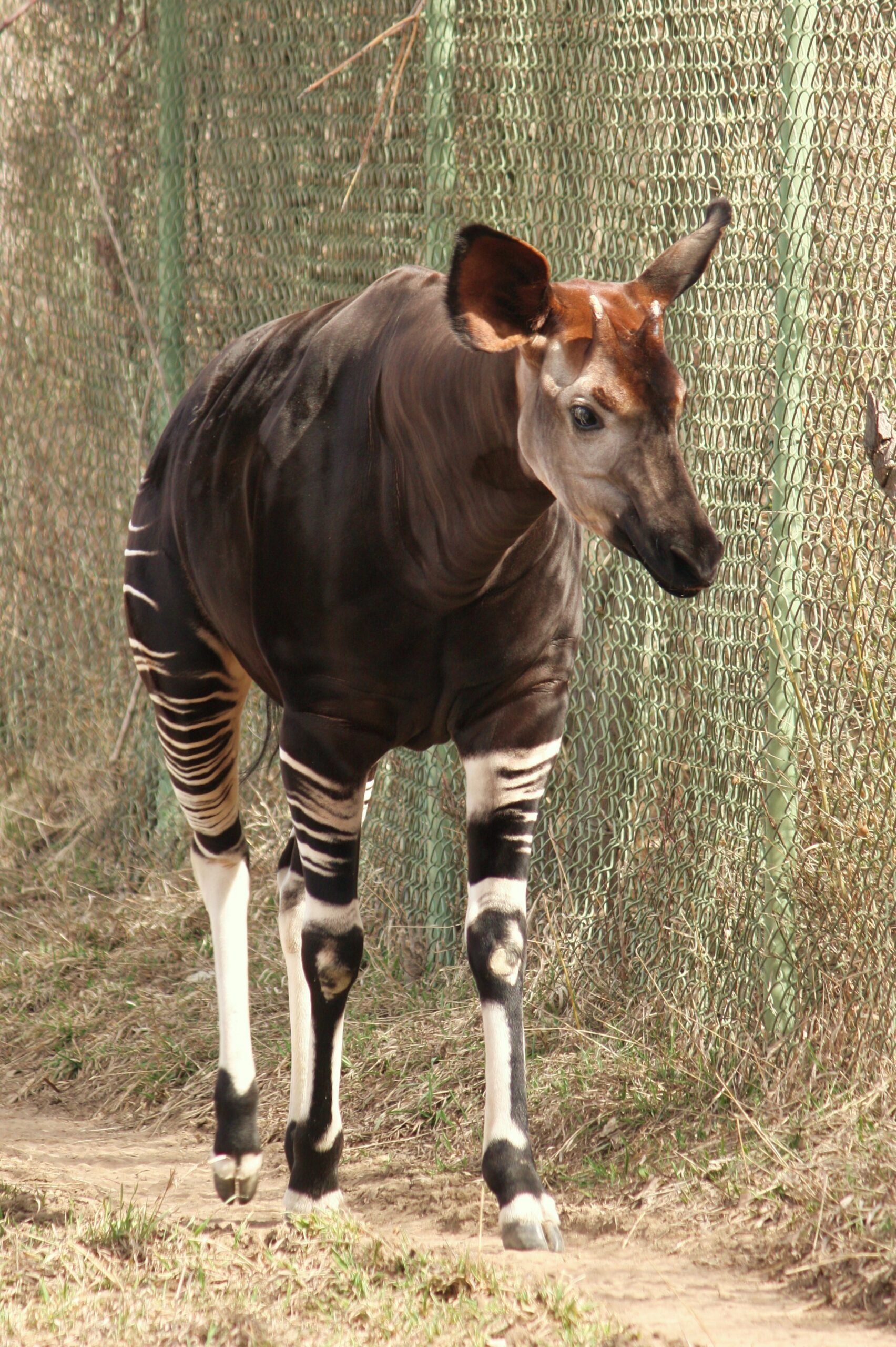 Tại sao chúng ta bị ám ảnh bởi việc tìm kiếm những sinh vật chưa được biết đến? 6 Okapi