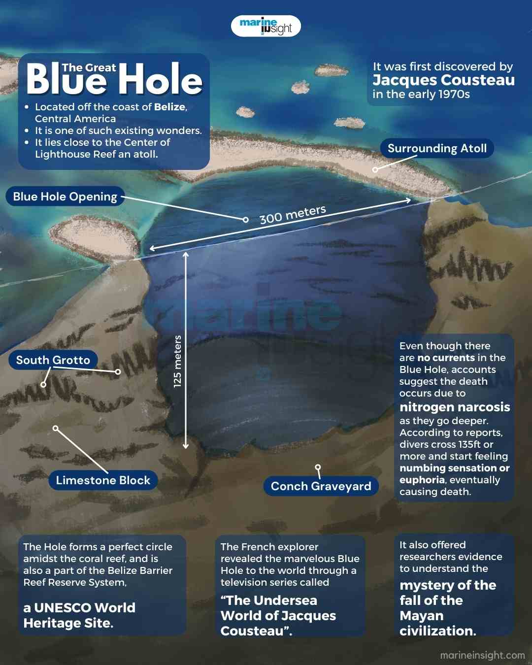 Infographic hệ sinh thái Great Blue Hole Infographic hệ sinh thái Great Blue Hole
