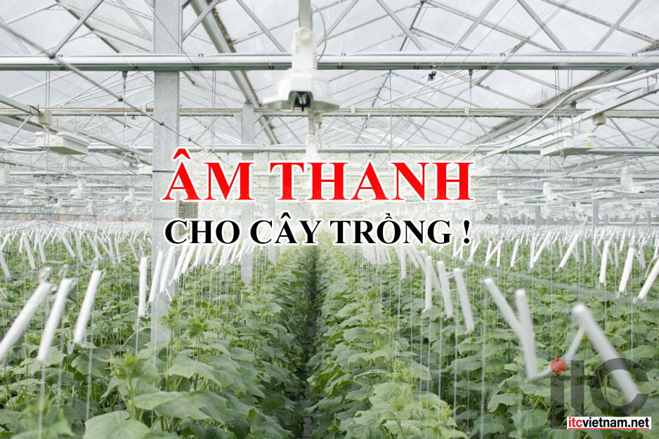 Nghiên cứu nhạc cho cây