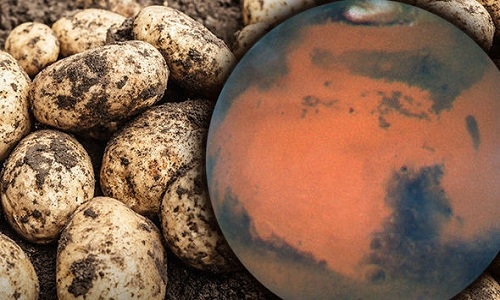 Khoai tây – Thực phẩm đầu tiên được trồng ngoài vũ trụ 6 Khoai tây ngoài vũ trụ