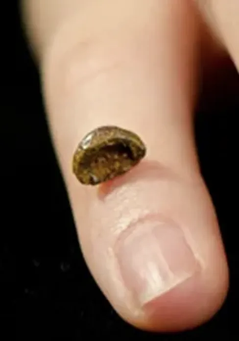 Ph&acirc;n t&iacute;ch ADN sinh vật huyền b&iacute;