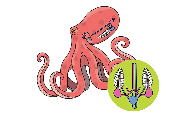 Tim bạch tuộc có ba ngăn và máu màu xanh – Bí mật sinh học ít người biết 7 Cấu tạo tim bạch tuộc và máu xanh