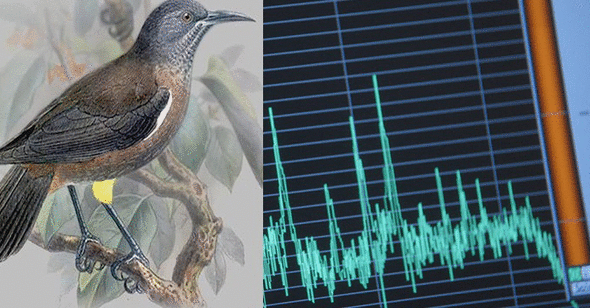 Loài chim có thể hát theo nhạc – Bí ẩn khiến khoa học kinh ngạc 6 Chim học hót theo nhạc