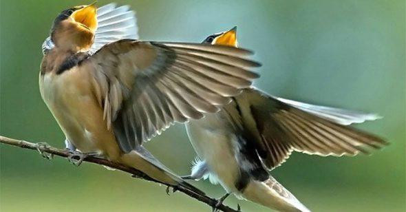 Loài chim có thể hát theo nhạc – Bí ẩn khiến khoa học kinh ngạc 7 Chim hát theo nhạc