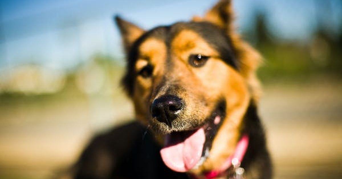 Chó có khứu giác nhạy gấp 40 lần con người