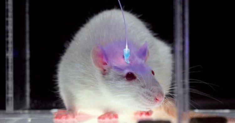 Thí nghiệm Optogenetics trên chuột
