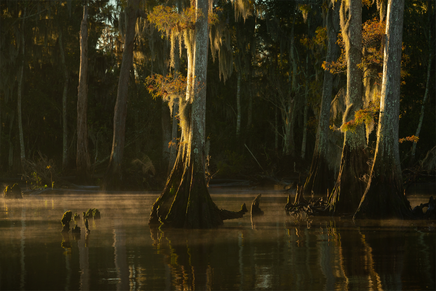 Đầm lầy Manchac (Louisiana, Mỹ): Bị nguyền rủa bởi nữ hoàng voodoo và những hiện tượng kỳ bí 6 Đầm lầy Manchac trong sương mù