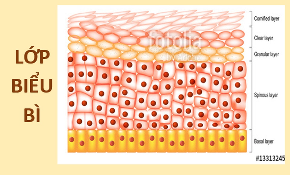 Da người dưới kính hiển vi