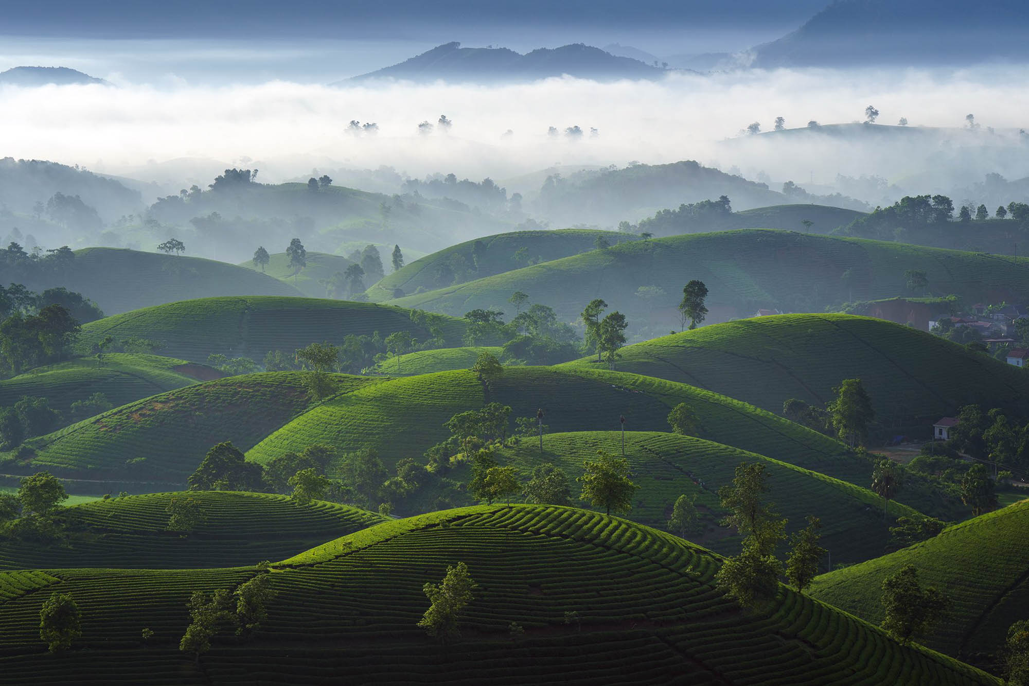 Đồi chè Mộc Châu
