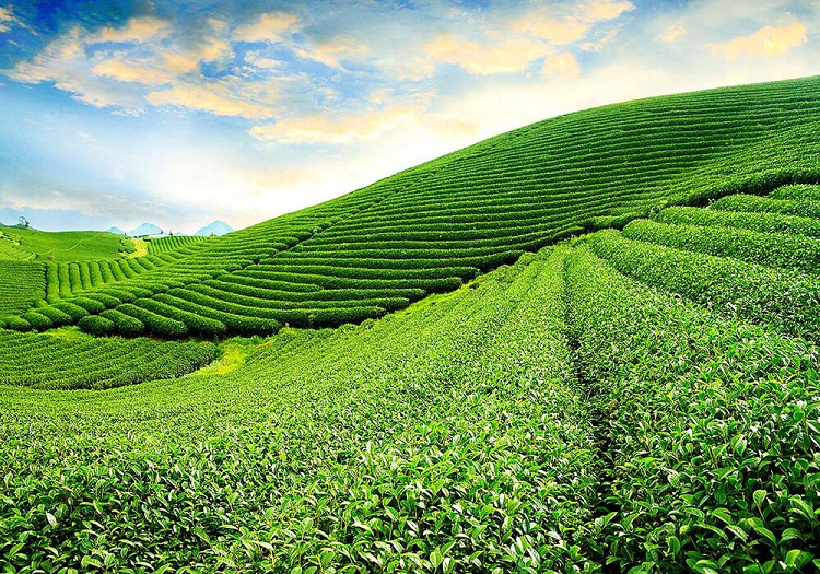 Những đồn điền chè, cà phê trải dài – cảnh đẹp & văn hóa 7 Đồi chè Tam Châu