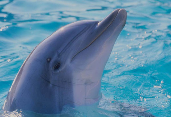 Âm thanh riêng của cá heo
