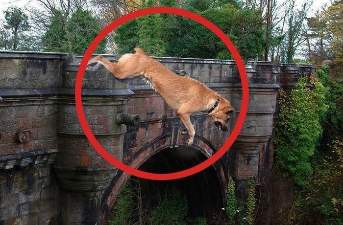 Chó nhảy cầu Overtoun