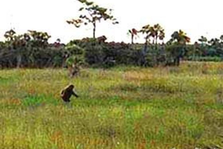 Skunk Ape nổi tiếng