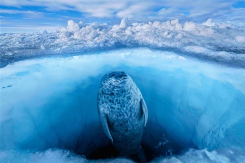 Các vùng đất nơi mặt trời không mọc trong mùa đông: Bí ẩn vùng cực vĩnh hằng bóng tối 4 image 154