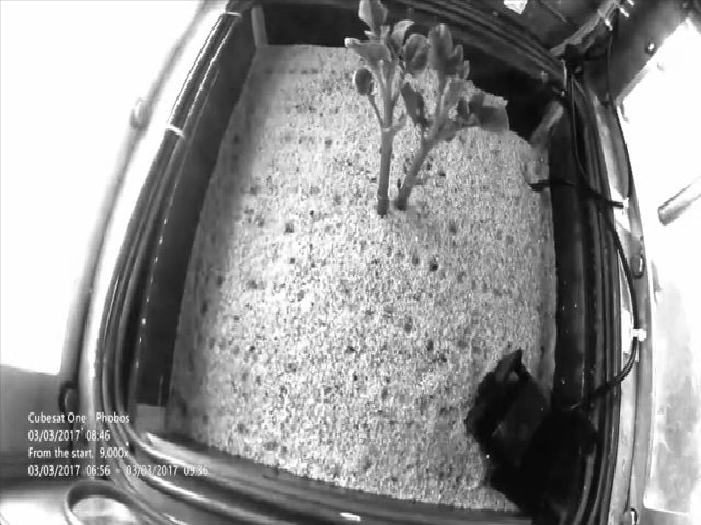 Khoai tây – Thực phẩm đầu tiên được trồng ngoài vũ trụ 7 Thí nghiệm trồng khoai tây trên sao Hỏa mô phỏng