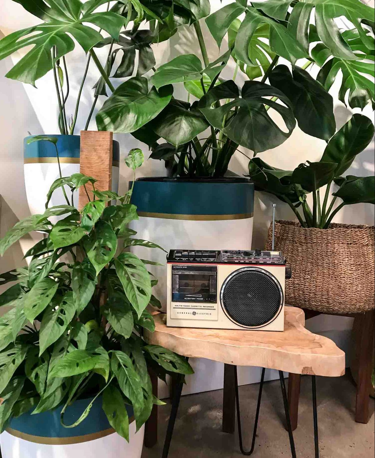 Lợi ích của nhạc với cây xanh