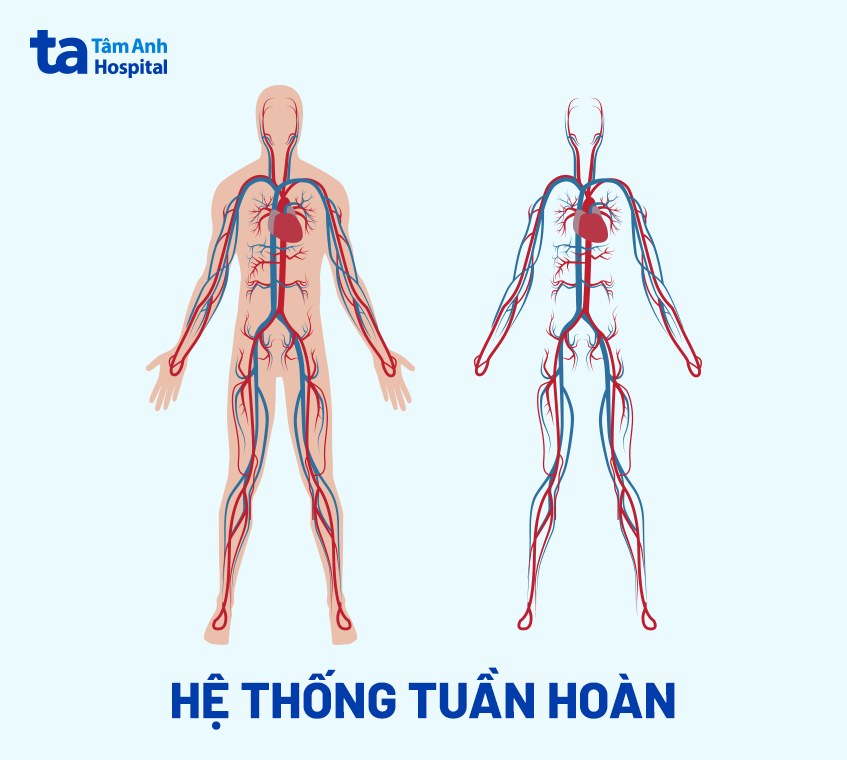 Máu chiếm khoảng 8% trọng lượng cơ thể – Điều bí ẩn về sự sống con người 7 Hệ tuần hoàn máu trong cơ thể