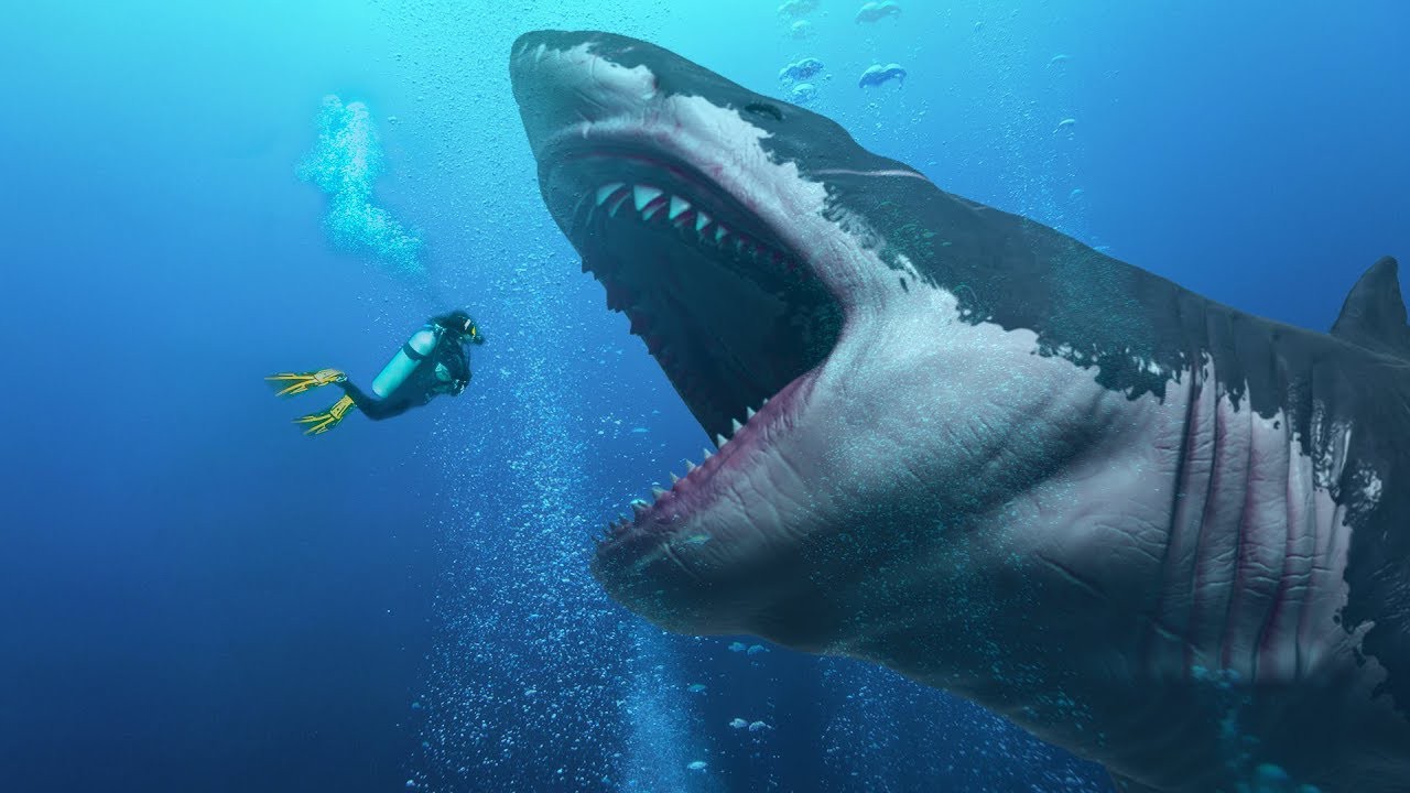 Megalodon có thực sự còn tồn tại dưới đáy đại dương? 7 Megalodon huyền thoại