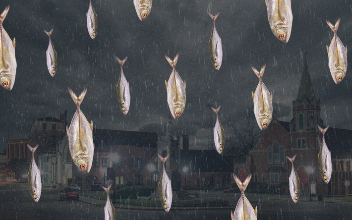 Mưa ếch kỳ lạ