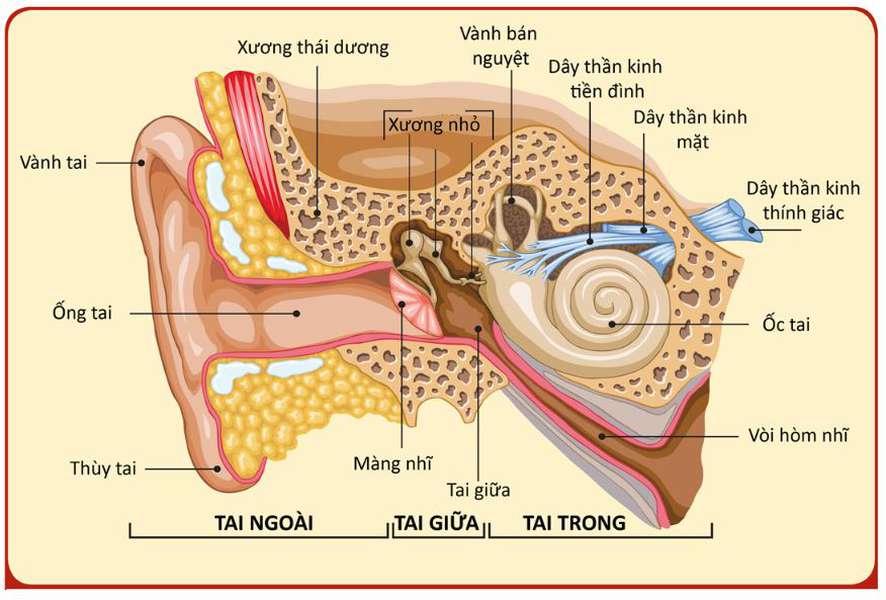 Tiếng ồn và tim mạch