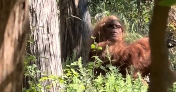 Bigfoot (Sasquatch): Bằng chứng, video và những cuộc chạm trán 6 Dấu chân nghi Bigfoot