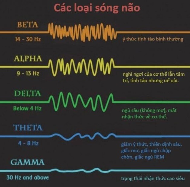 Minh họa các loại sóng não