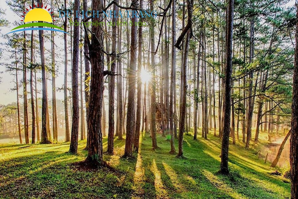 Rễ cây ôm tòa nhà cũ