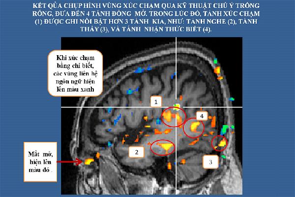fMRI não bộ nhà sư khi thiền