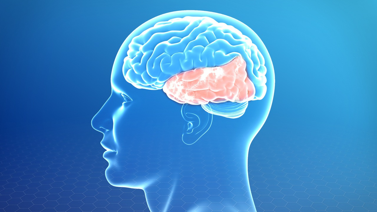 Thuỳ thái dương có chức năng gì trong hệ thống não bộ?