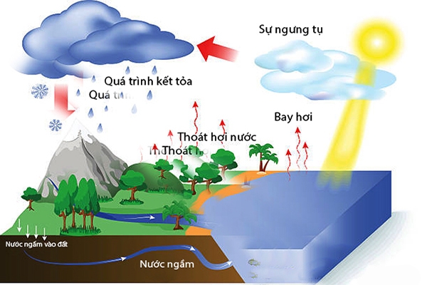 Phép tìm nguồn nước (Dowsing): Sử dụng que để tìm nước hoặc khoáng sản 6 Que chữ Y dùng tìm nước ngầm