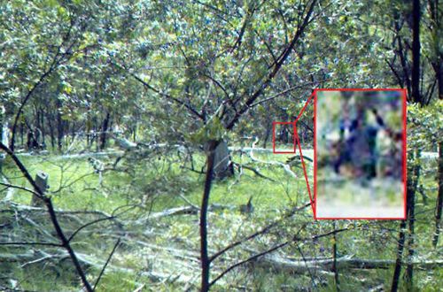 Ph&aacute;c họa Yowie