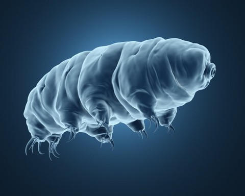 Tardigrade dưới kính hiển vi với cấu trúc chân và cơ thể rõ ràng trong môi trường vi mô nước